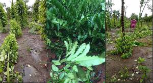 Hàng nghìn gốc tiêu của người dân Gia Lai bị bật gốc do bão số 12