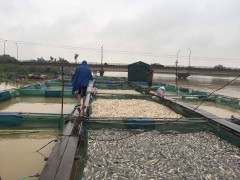 Dân Huế liều mình giữ lồng cá, hôm sau nước mắt chan mưa nhìn cá chết trắng