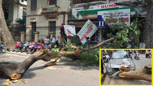 Vì sao trời không mưa cây xanh vẫn đổ đè nát đầu ô tô trên phố Hà Nội?
