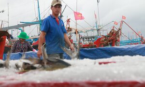 Ninh Thuận: Tránh bão, cá vào bờ hiếm, ngư dân kiếm cả trăm triệu đồng