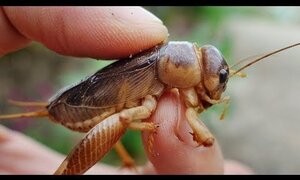 Bà con Hà Tĩnh đua nhau ra đồng đào dế, kiếm nửa triệu mỗi ngày