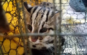 Giải cứu mèo rừng quý hiếm bị dân nuôi nhốt ở Huế