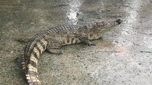 Người đàn ông mang cá sấu bán giữa đường ở Đà Nẵng