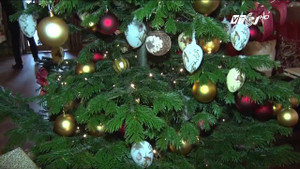 Dân Việt chi tiền 'khủng' săn cây thông Noel thật từ châu Âu