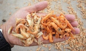 Tôm ươn thối 'hóa phép' thành tôm khô đỏ au, đầu độc người Việt