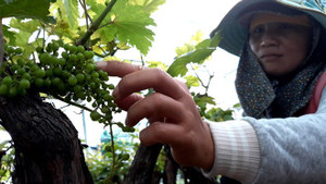 5000 chậu nho cảnh chuẩn bị phục vụ Tết Mậu Tuất 2018