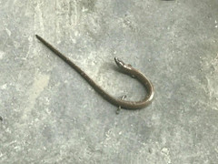 Phát hiện 'rắn lạ' có chân, nhỏ bằng đầu đũa ở Huế