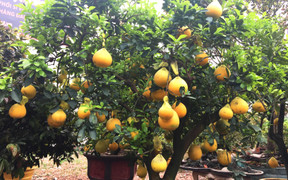 Bưởi vàng trưng Tết giá 40 triệu đồng/cây hút khách Sài Gòn