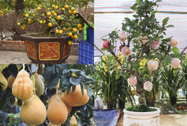 Hàng loạt cây cảnh 'độc lạ' xuống phố Hà Nội dịp Tết