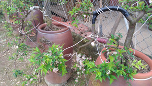 Người sành chơi bất chấp giá 'khủng' săn hoa mai trắng chơi Tết