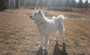 Tìm hiểu về giống ‘quốc khuyển’ của Triều Tiên