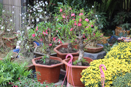 Tràn ngập đào Trung Quốc 'đội lốt' đào Thất Thốn, nhập rẻ bán đắt tại Hà Nội