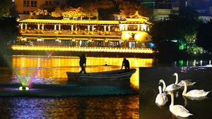 Những hình ảnh cuối cùng của đàn thiên nga ở Hồ Gươm trước khi bị bắt đi