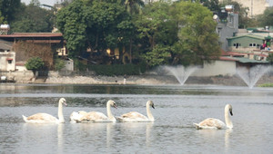Người tặng 12 con thiên nga thả hồ Hoàn Kiếm từng bị khởi tố