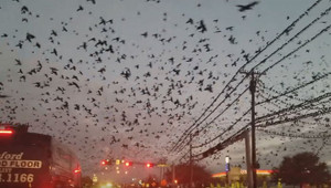 Video: Cư dân phát hoảng khi bầy chim bay đen kịt bầu trời như phim viễn tưởng