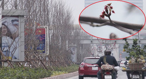 Ảnh: Hàng phong lá đỏ trên phố Thủ đô đâm chồi nảy lộc chào xuân Mậu Tuất 2018