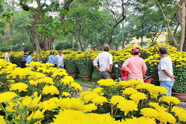 Hoa, cây cảnh ngày cuối năm thi nhau 'xả hàng', giảm giá 80%