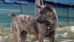 Dân chơi chi hàng trăm triệu đồng săn giống chó H'Mông cộc đuôi