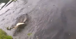 Video: Cá sấu lao lên cướp trắng thành quả của người đi câu