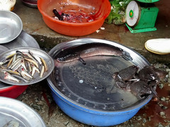 Cá lóc 'cháy' hàng trong ngày vía Thần Tài ở Huế