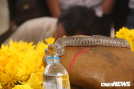 Giải mã sự linh thiêng của 'rắn thần' xuất hiện nơi mộ 'bà ăn mày' ở Quảng Bình