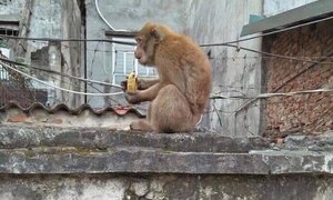 Bắn thuốc mê, bắt hai con khỉ hoang quậy phá khu dân cư ở Hà Nội