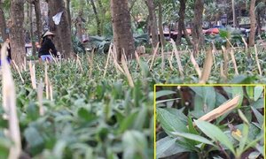 Cắm cọc tre nhọn hoắt bảo vệ vườn hoa Hà Nội