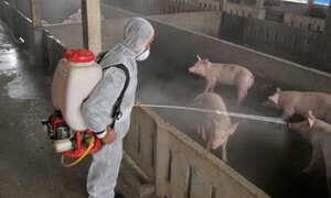 Uống nhầm lọ sát khuẩn chuồng lợn trong cơn say rượu