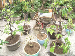 Bắt kẻ trộm hàng loạt cây cảnh quý ở Huế