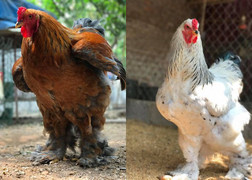 Gà khổng lồ 35 triệu/cặp: Cơn sốt hàng hiếm, dân chơi săn lùng