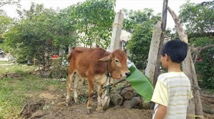 Thực hư cán bộ xã mang bò chính sách bán vào lò mổ: Kiểm tra dấu hiệu vi phạm