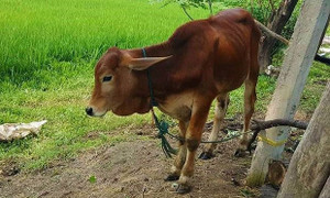 Bò chính sách bị bán vào lò mổ: Cục Chăn nuôi vào cuộc làm rõ