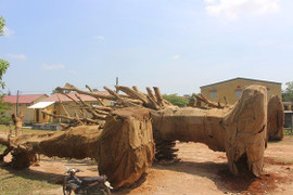 Gốc cây 'khủng' như quái thú vi vu trên quốc lộ: Lực lượng kiểm lâm lên tiếng