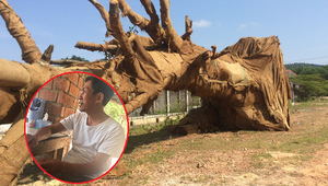 Cây 'quái thú' bị bỏ lại ven đường ở Huế: Người được thuê tưới nước nói gì?