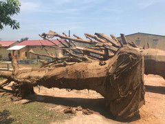 Xác định nguồn gốc 1 cây 'quái thú' được bỏ lại ven đường khi bị CSGT Huế xử phạt