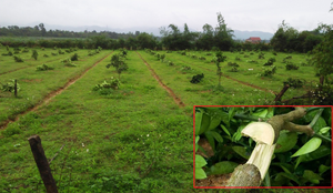 Gần 200 cây bưởi đặc sản của nông dân Hà Tĩnh bị kẻ xấu chặt ngang gốc