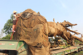 Chuyên gia thực vật học hiến kế giữ 3 cây đa khổng lồ sống trong những ngày 'mắc kẹt' ở Huế