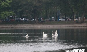 Lý do một con thiên nga ở hồ Thiền Quang 'mất tích'