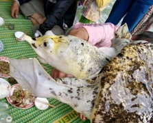 Câu được ba ba 'lạ' màu trắng ở Đắk Nông, chủ nhân rao bán 50 triệu đồng