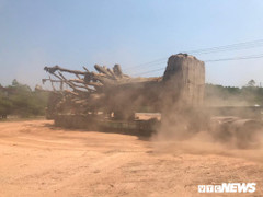 Chính phủ yêu cầu giải quyết dứt điểm 3 cây đa khổng lồ 'mắc kẹt' ở Huế