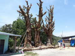 Hé lộ nguyên nhân chưa cấp phép vận chuyển 3 cây đa khổng lồ đang 'mắc kẹt' ở Huế