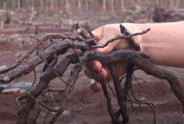 Đồng Nai cảnh báo việc Trung Quốc thu mua rễ hồ tiêu