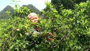 Ảnh: Nông dân Sơn La méo mặt hái mận sẹo do mưa đá