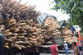 Xử phạt 4 tài xế xe tải không bằng lái, chở gỗ quá khổ trên quốc lộ