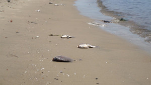 Cá chết trắng sông, bốc mùi hôi thối ở Đà Nẵng