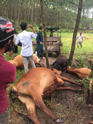 Sét đánh chết cùng lúc 5 con bò của một gia đình ở Huế