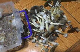 Nấm ma thuật - loại ma túy cực độc có trong nấm 'giết người' theo cách nào?