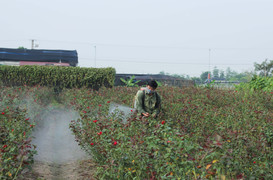 Video: Rùng mình cảnh thuốc sâu phun như 'mưa phùn', tưới đẫm hoa Mê Linh