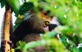 Giải cứu 'nữ hoàng linh trưởng' quý hiếm thả về tự nhiên