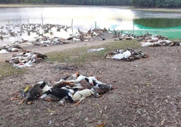 Đàn vịt hàng trăm con chuẩn bị xuất chuồng bỗng lăn ra chết ở Huế